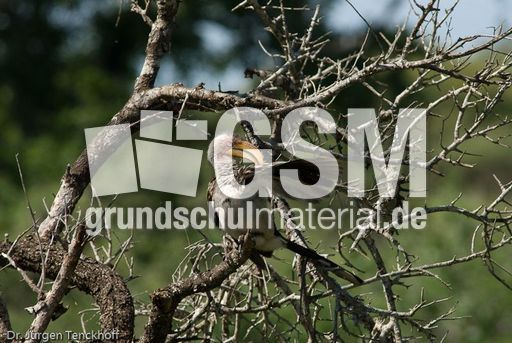 Gelbschnabeltoko (3 von 5).jpg